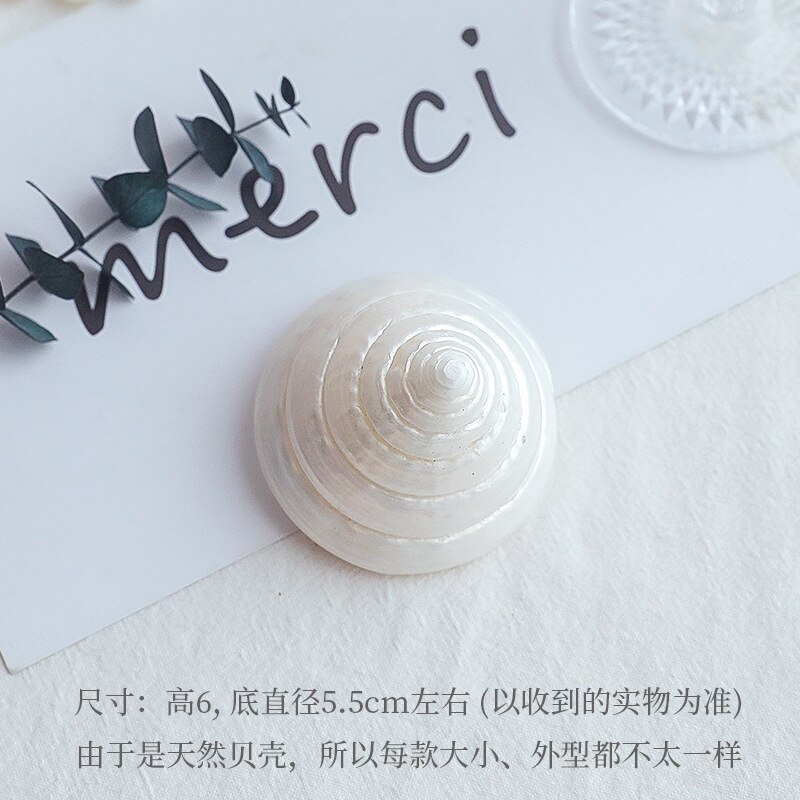 Shell decoration photography accessories photography Retro Props Birthday Party decorations props: AC314