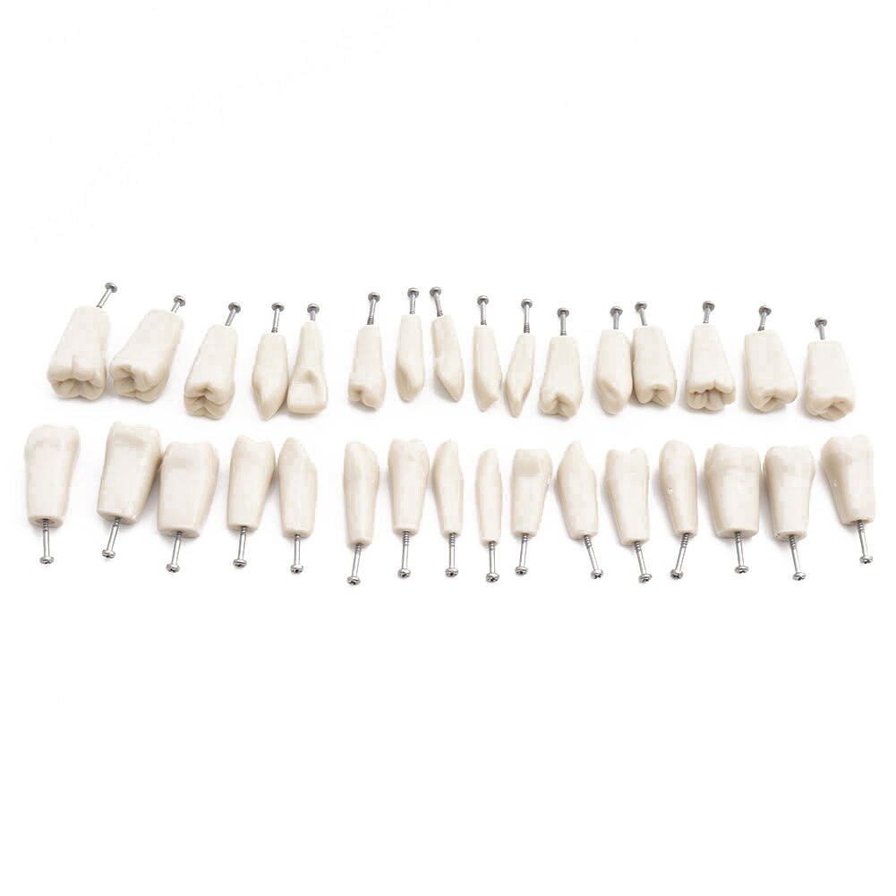 Dental Model Teeth Model Dental Teaching Model Standard Model with 32 Screw-in Teeths Demonstration Soft Hard Gum 28 24 Teeth: 32pcs Teeth ADC