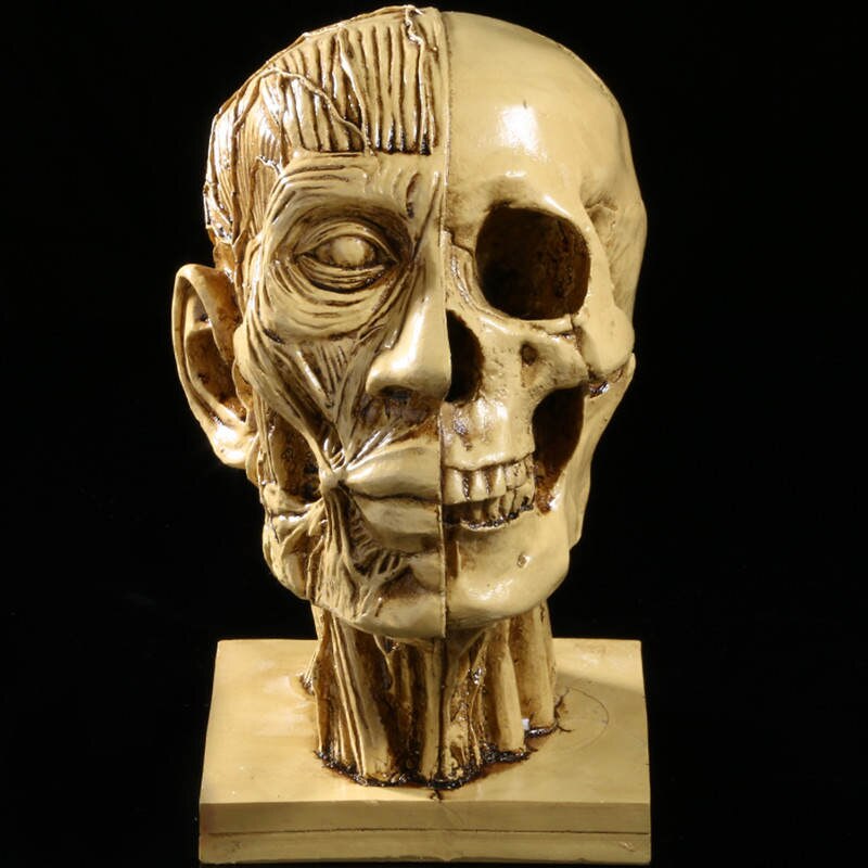 Realistic Human Skull Muscle Head Resin Model Home Bar Decor Yellow
