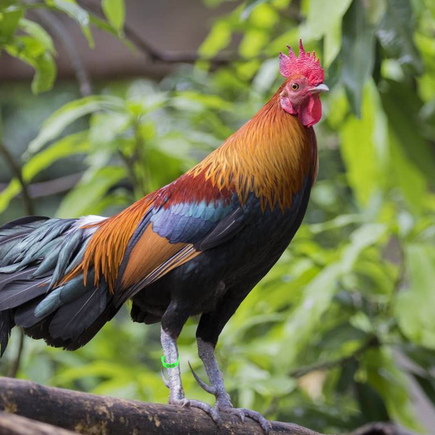 Behogar 100PCS Adjustable 001-100 Digital Poultry Chicken Foot Label Buckle Rings for Chicken Duck Pigeon Poultry Farm Supplies