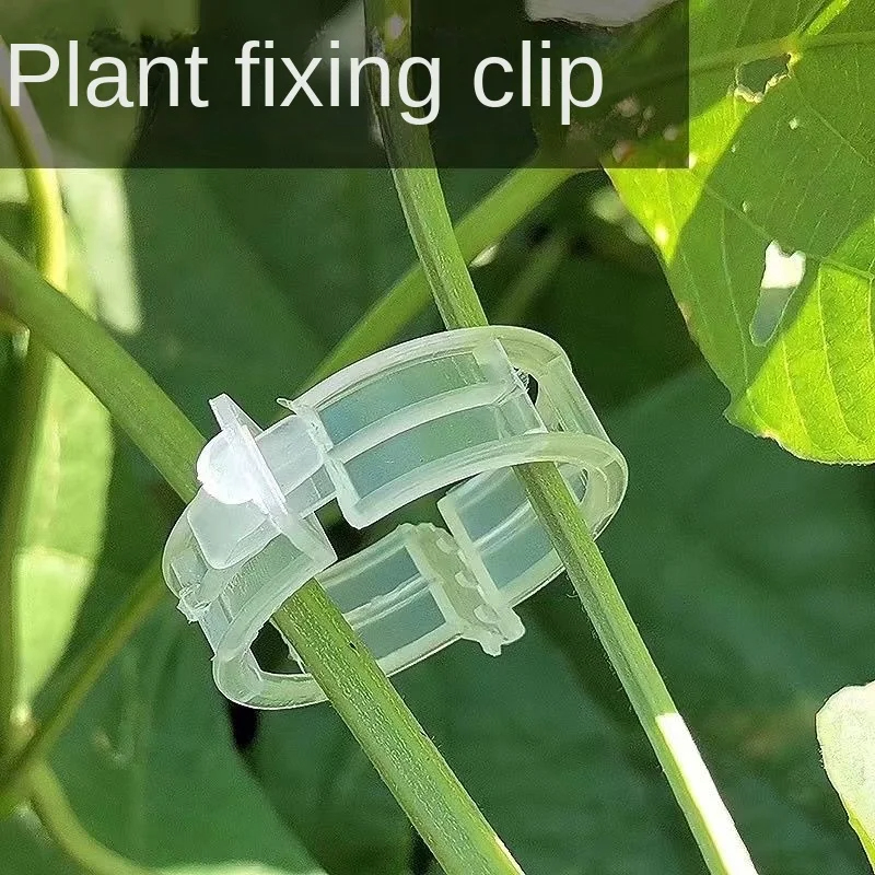 de Clips de soporte para plantas, herramientas de fijación de injerto de protección de vid de plantas de plástico reutilizables para suministros de jardín de tomate vegetal