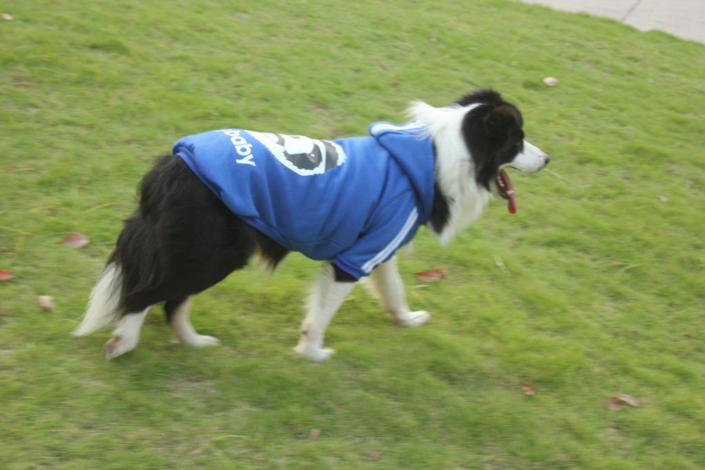 3XL-9XL Pet Clothes Golden Retriever Big Dog Clothing Labrador Shepherd Dog Medium Large Big Dogs Sweater Coat: blue  / 7XL
