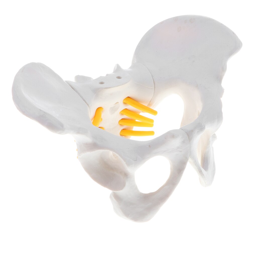 Anatomian opetusmalli - pienikokoinen naisen lantion luuranko, koulun opetusväline
