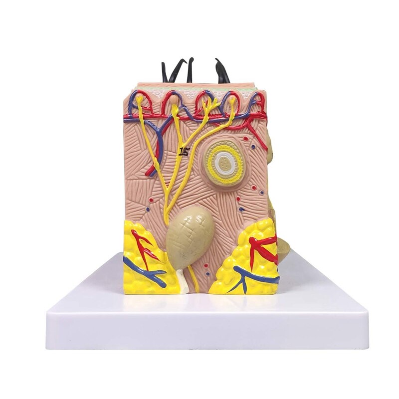 Skin Model, 35X Vergroot Anatomisch Model Anatomie Voor Science Classroom Studie Display Onderwijs Model