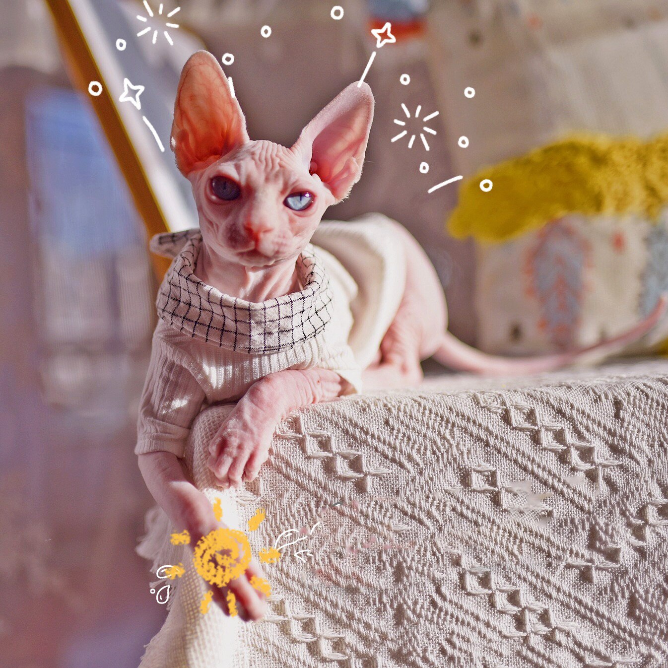 Sphynx Cat Apparel Pineapple Pet Accessories Comfort Spring summer Outfis Clothes for cats Hairless Cat Clothes