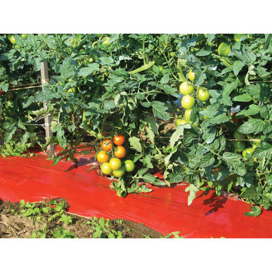 Película plástica para cultivo de tomate, para mantillo, 4x33 pies