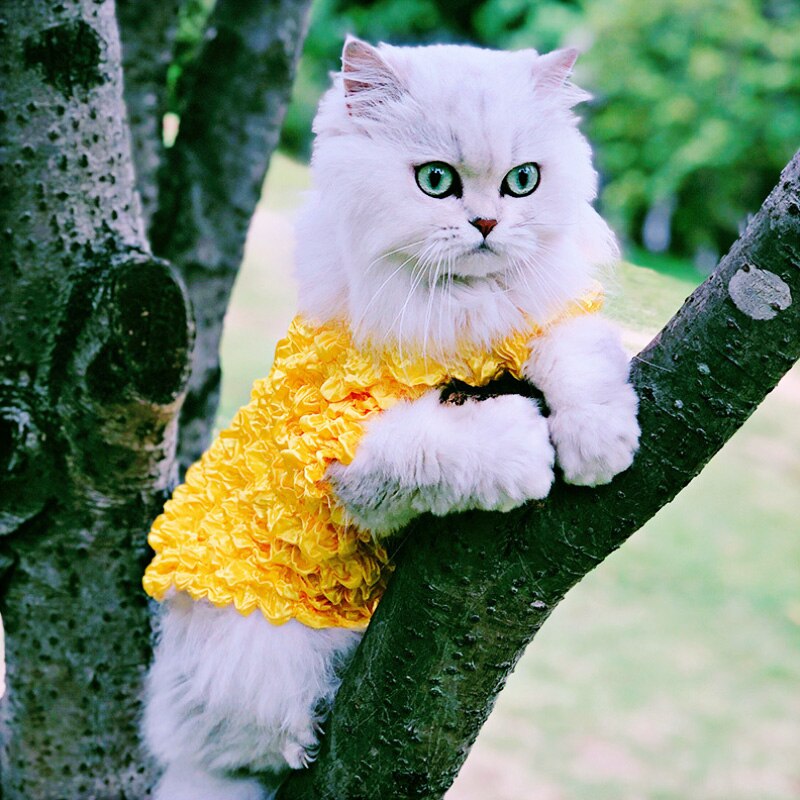 1-16kg pet cat hoodies camisola roupas para animais de estimação para gatos grandes gatos roupas roupas um tamanho fts todos fornecedor do animal de estimação 514035