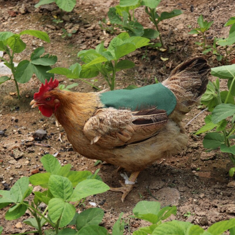 Delantal de montura de gallina y pollo, Color sólido, doble chaqueta ajustable, ropa para mascotas, chaleco, Protector trasero de plumas, suministros para mascotas, 5 uds