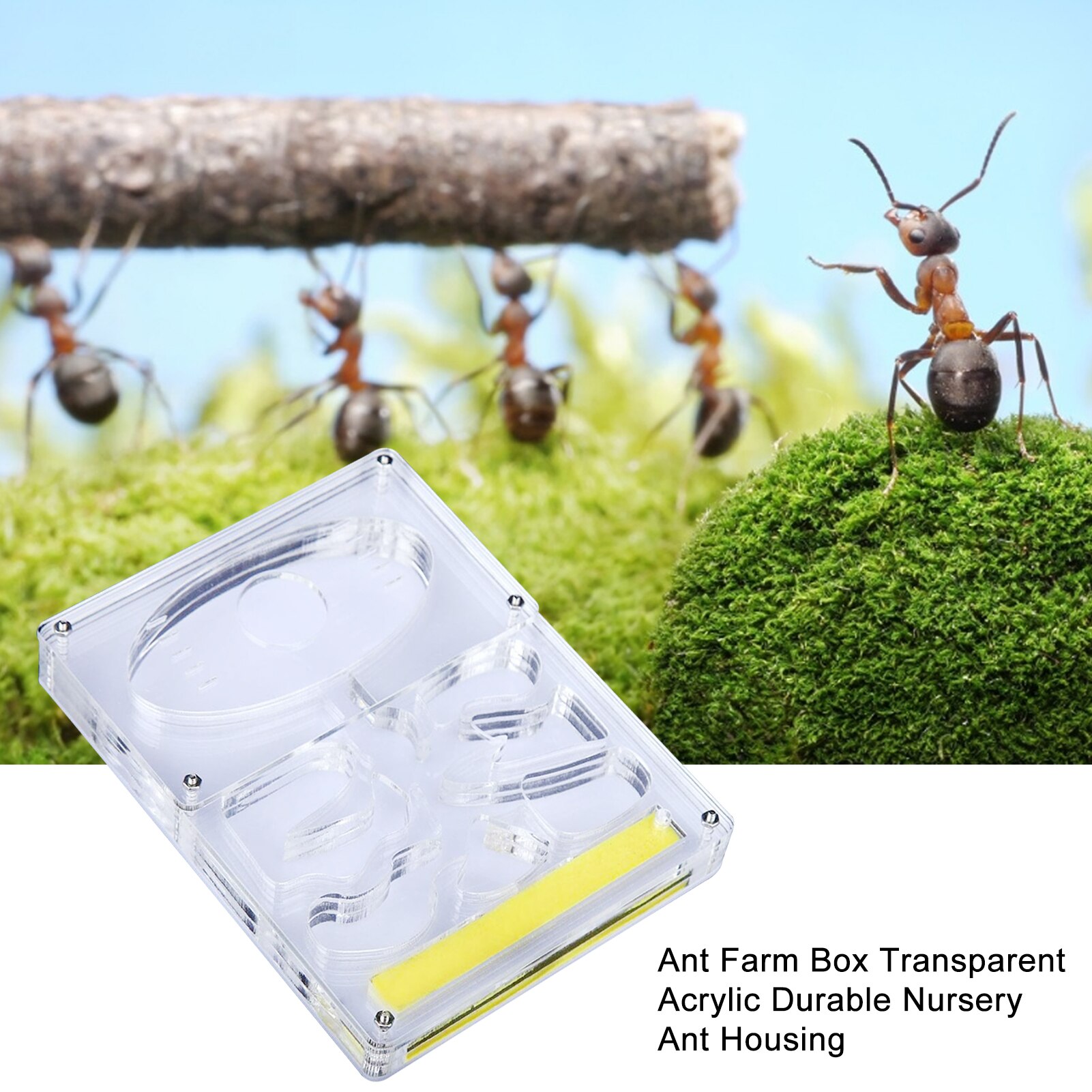 Fourmilière transparente en acrylique, boîtier de fourmis Durable, niche carrée, aménagement paysager, fourmilière, atelier, fourmilière pour animaux de compagnie