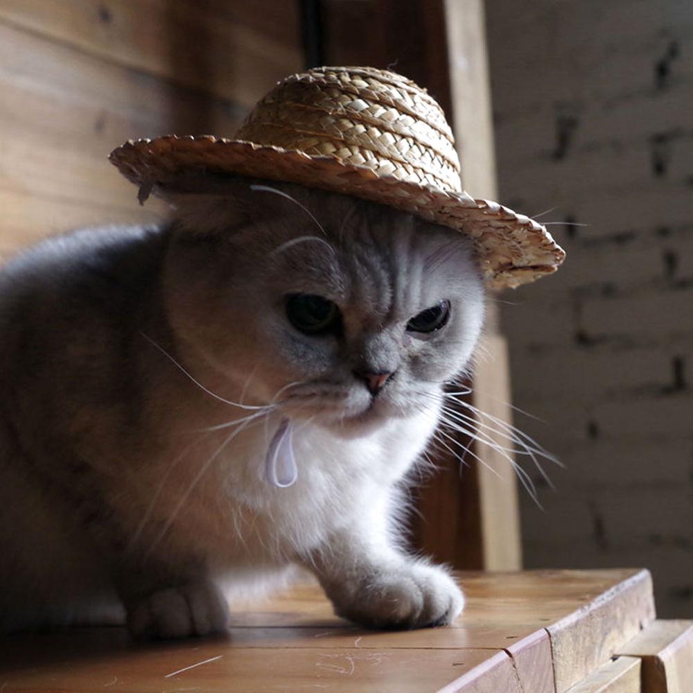 Novo animal de estimação suprimentos mini cães de estimação chapéu de palha gato chapéu de sol praia festa chapéus de palha cães hawaii estilo chapéu para cães engraçado acessórios