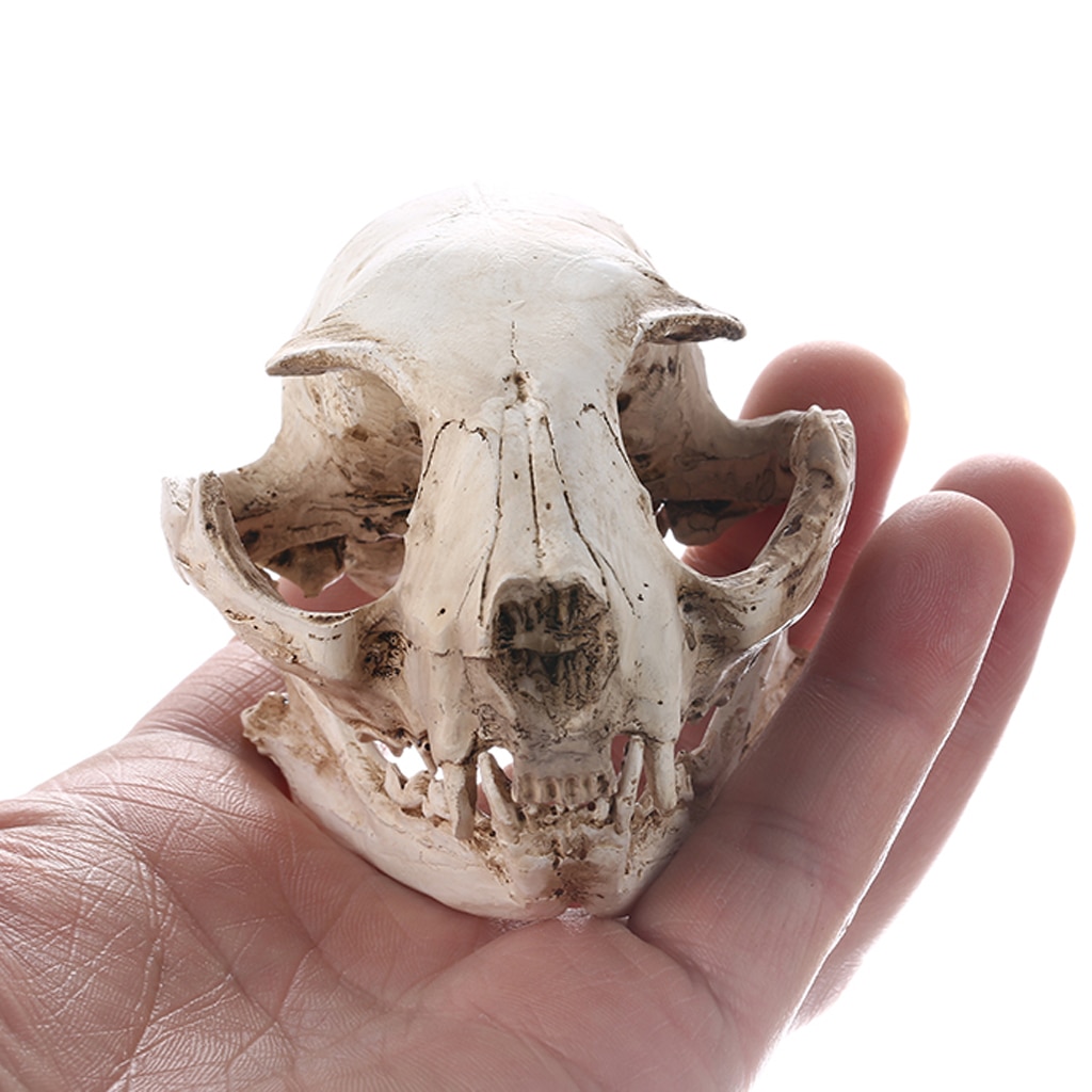 Realistische Kat Schedel, Hars Skelet Hoofd Schaal Model Decoraties, 6.5X6.5X9 Cm