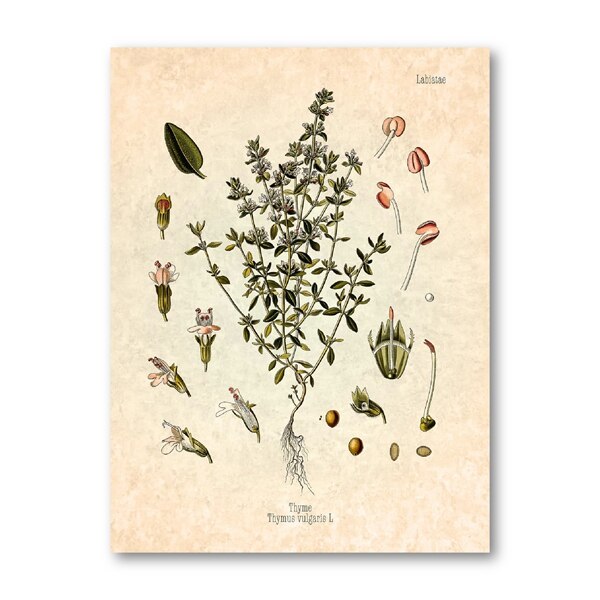 Krydderier urter print vintage botanisk plakat persille salvie rosmarin timian kulinarisk væg kunst billede maleri køkken indretning: Hvid / 21 x 30cm uden ramme