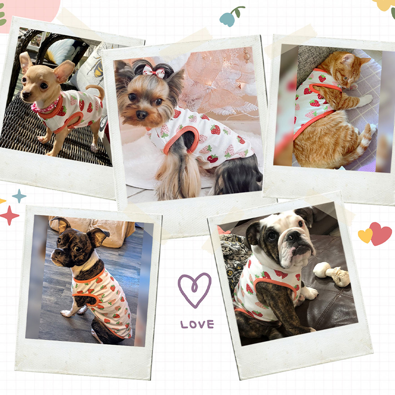 T-Shirt d'été fin et respirant pour chien de petite et moyenne taille, imprimé dessin animé mignon, vêtements Chihuahua Yorkshire GlaPet,