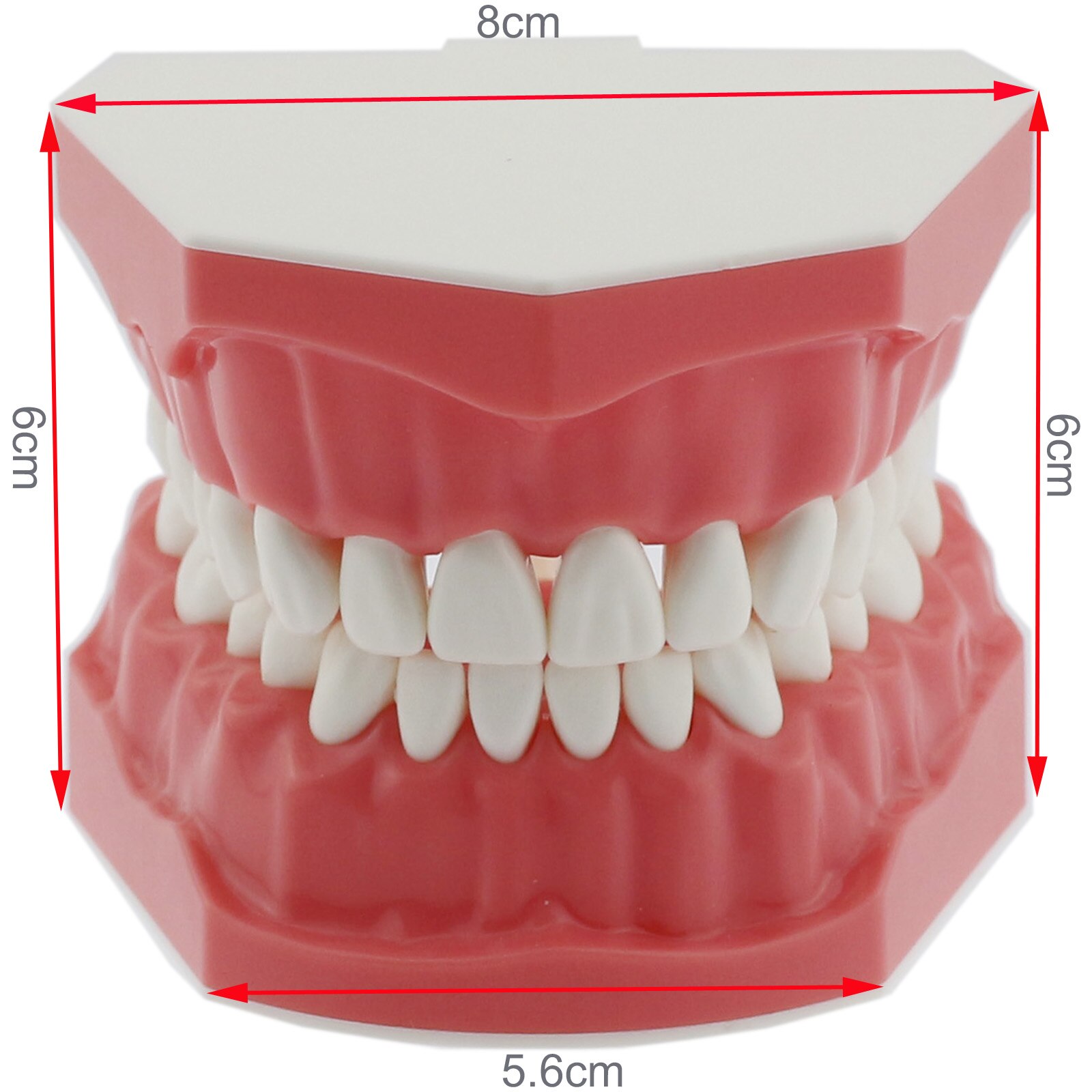 Dental Model Brushing Flossing Practice Teeth Typodonts Model Teaching Studying M7010