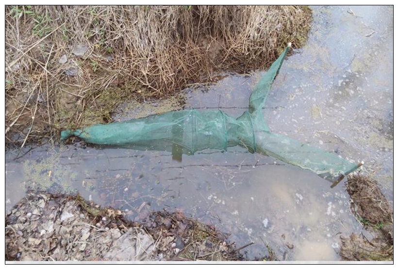 Rete da pesca automatica pieghevole rete da pesca granchio pesce aragosta gamberetti pesciolino esca da pesca rete da pesca cattura rete da pesca trappola esca