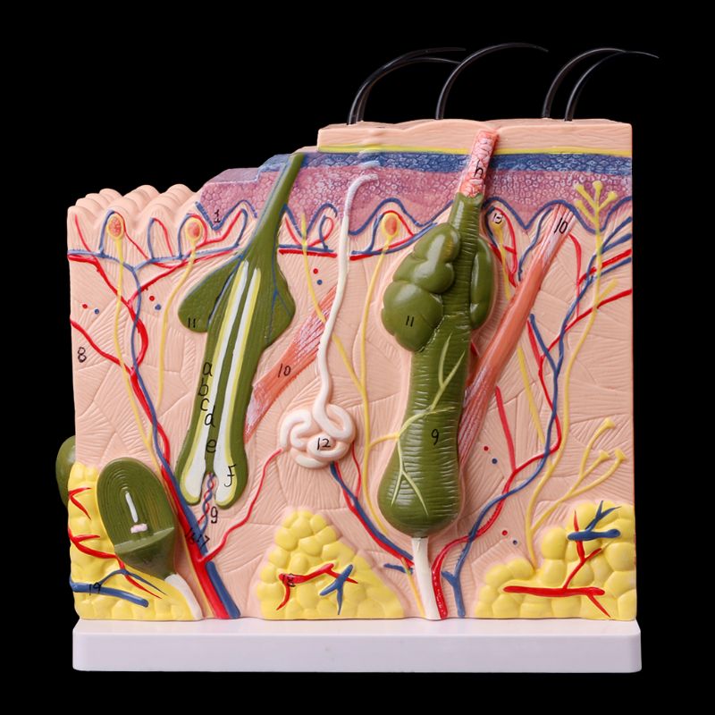 Menschlichen Haut Modell Block Vergrößert Kunststoff Anatomischen Anatomie Lehre Werkzeug vergrößert anatomisches modell