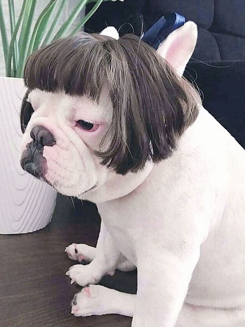 Cosplay Hond Pruik Kostuum Vermomming Pruiken Voor Honden Katten Grappige Halloween Pak Kerst Huisdieren Hond Accessoires Franse Bulldog: Linen  short hair