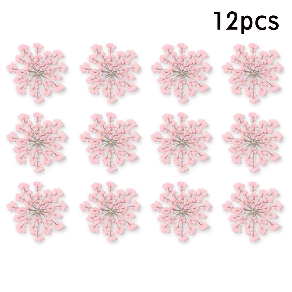 12/30Pcs Pressed Dried Ammi Majus Flower Dry Plants Necklace Jewelry Making Craft DIY Accessories Artificial Flower Decorations: 03