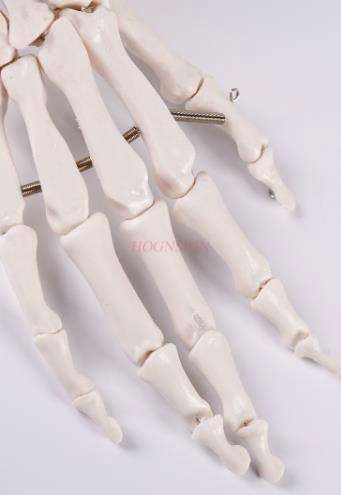 Dłoń kościotrupa Model medyczny nauczanie dłoń kościotrupa Model pomoc dydaktyczna artystyczny obraz dłoń kościotrupa Model kości prawdziwa ludzka dłoń kościotrupa