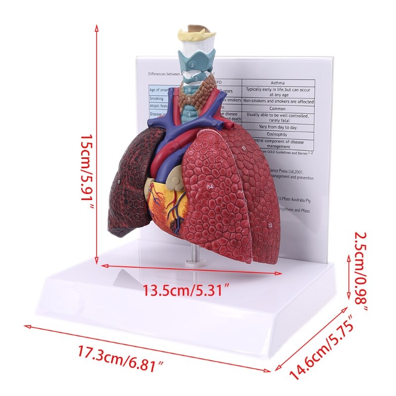 Modelo de pulmones humanos de tamaño real, sistema respiratorio anatómico para la escuela, herramienta de enseñanza para mostrar recursos de Ciencia