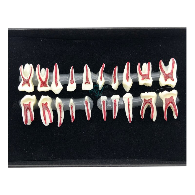 1Box Dental Oral Anatomical display model Teaching Model Dental Oral Deciduous Teeth Model Child&#39;s deciduous tooth