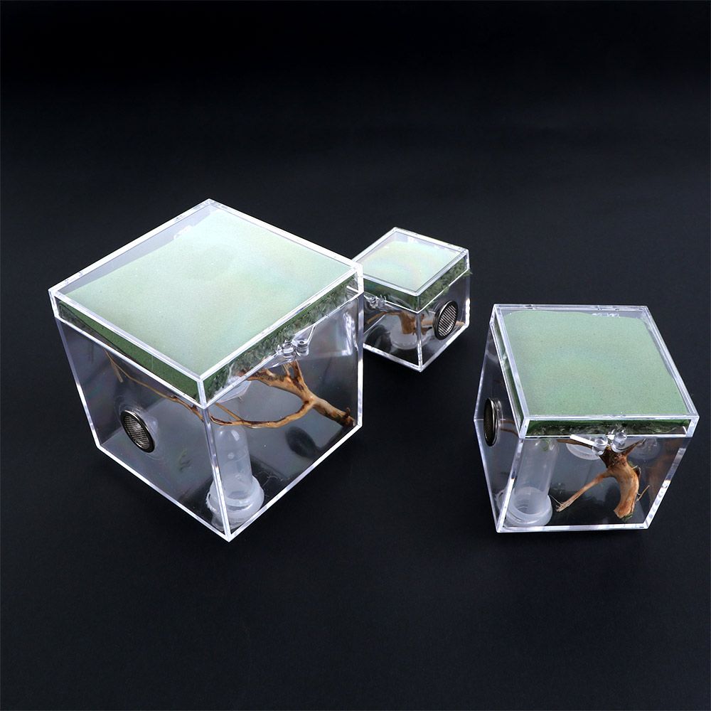 1 Set Ant Spider Small Insect Transparent Terrarium Reptile Breeding Box Assembled Eco Box with Top Feeding
