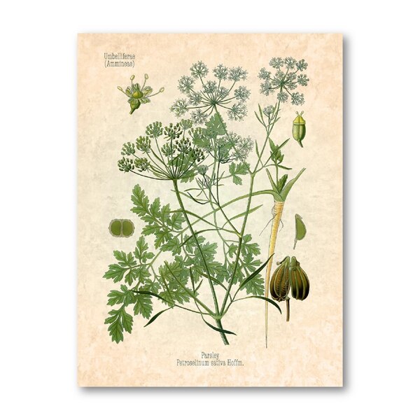 Krydderier urter print vintage botanisk plakat persille salvie rosmarin timian kulinarisk væg kunst billede maleri køkken indretning: Sort / 21 x 30cm uden ramme
