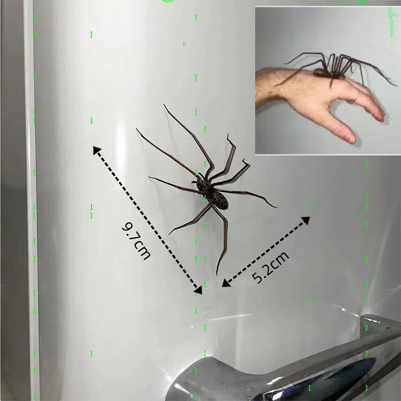 Magneti per frigorifero ragno arredamento per frigoriferi Divertenti novità Accessori magnetici per frigorifero Magnete per ragno Accessori per decorazioni per la casa