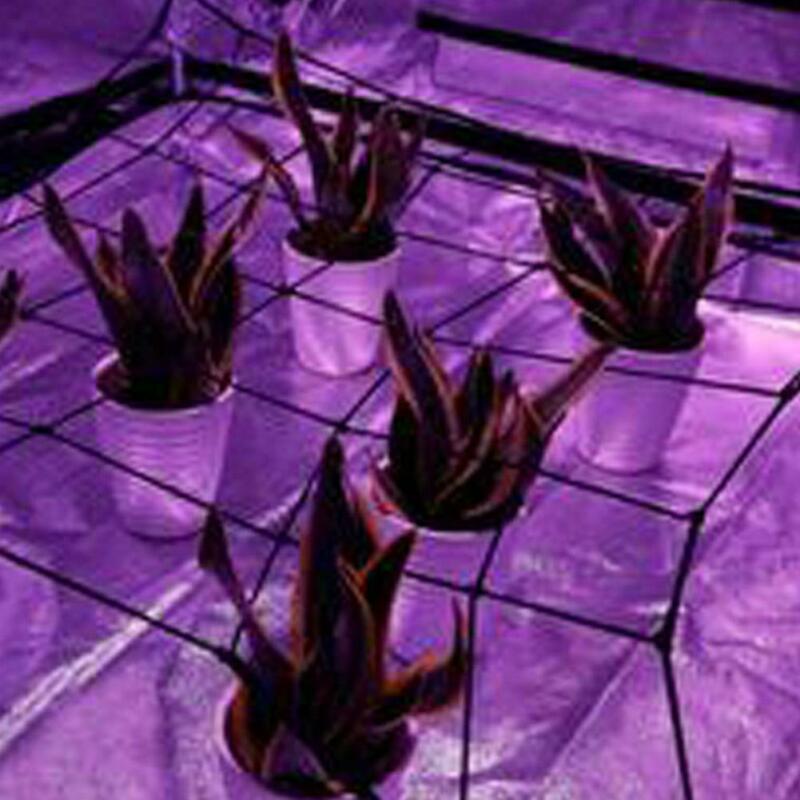 Red elástica para árboles frutales, malla protectora, tienda de cultivo hidropónico, enrejado de plantas