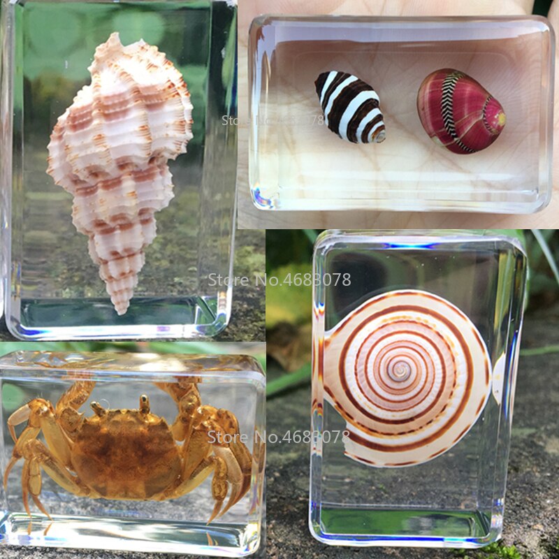 Concha de caracol de mar en resina transparente, instrumento de exploración educativa, suministros de enseñanza escolar, 44x29x18mm, 1 unidad