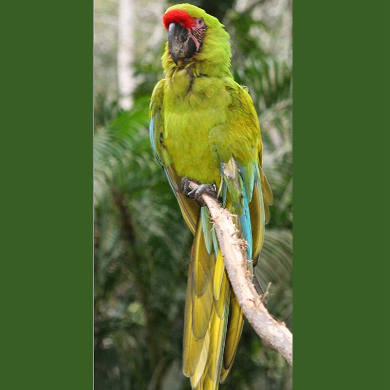 Meilleur 2x harnais et laisse pour oiseaux de compagnie, laisse de harnais pour oiseaux perroquet réglable-harnais et laisse de corde d'entraînement Anti-morsure pour animaux de compagnie (XS & P)