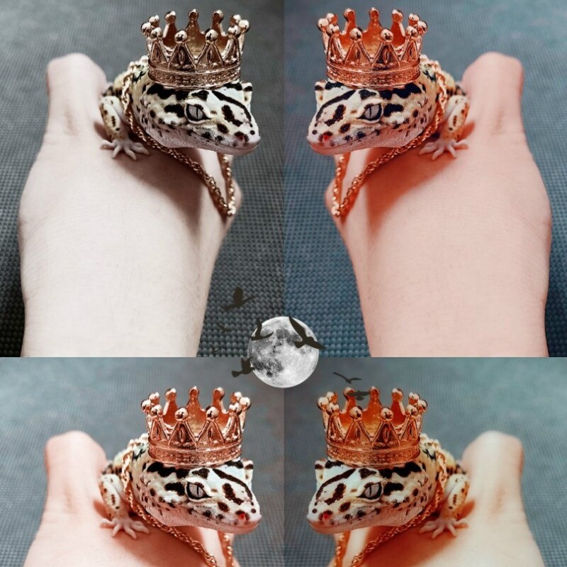 Skægget drage halskæde skægget drage indretning skægget drage krone firben krone gecko halskæde