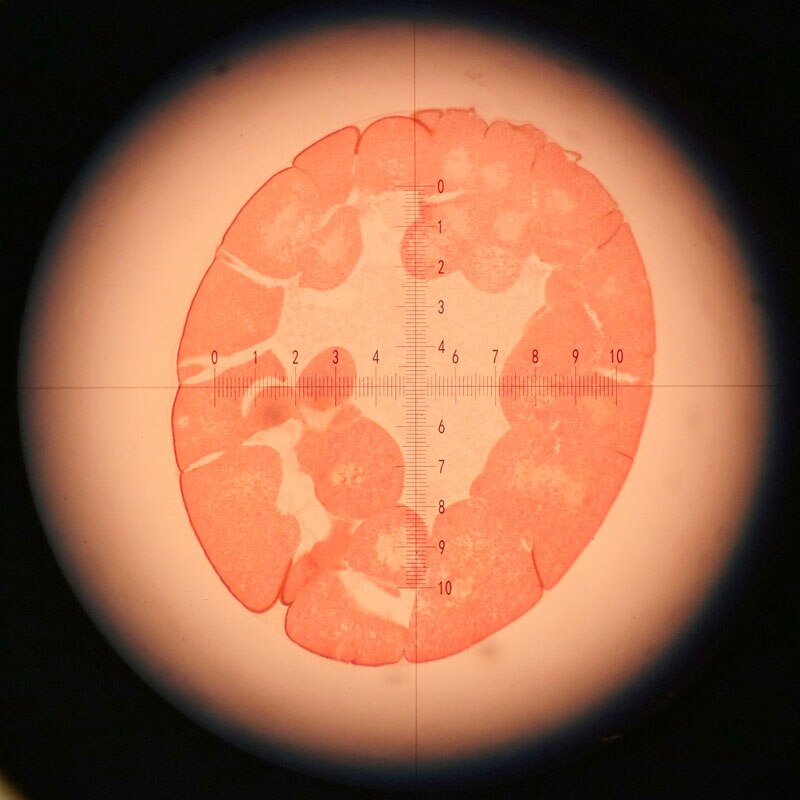 995 Universal Micrometer Cross-line Graticule Optical Microscope Reticles for Biological Student Digital Microscope