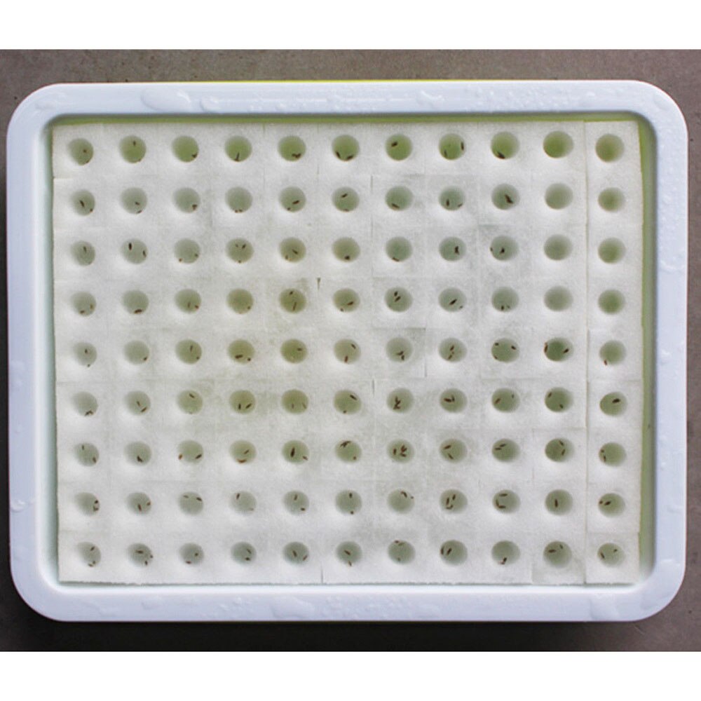 100Pcs Cubes Sponge Hydroponic Vegetable Pots Nursery Water Plant Cultivation Soilless Culture Planting Seedling Home Garden