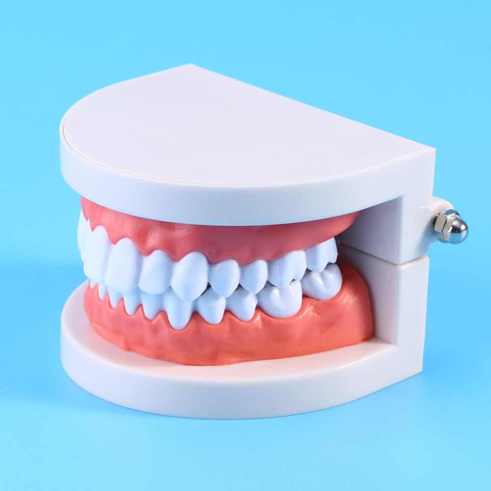 Teeth Model Standard Teaching Study Typodont Demonstration Tool