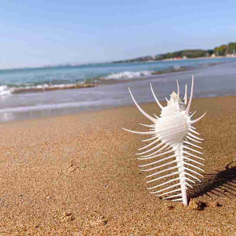 13-15cm venus murex schelpen voor aquarium landschapsarchitectuur schelp ornamenten rots schelp specimen huishoudelijke decoratie