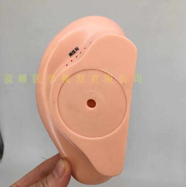 Modèle d'acupuncture auriculaire de 16CM, modèle de zone réflexe de l'oreille, modèle d'acupuncture Standard de la langue du méridien Central, modèle d'oreille de Massage