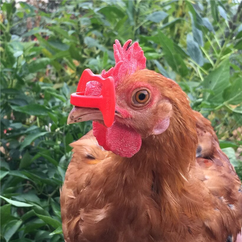 100 stk. ingen bolt kyllingeglas kyllingeværktøjer anti-pecking beskyttelsesbriller landbrugsudstyr