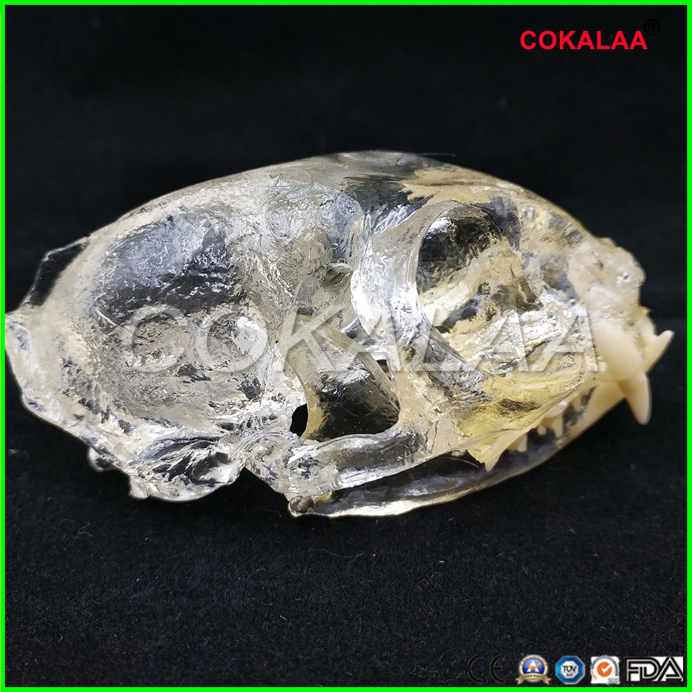 Teaching Dental Teeth Model Cat Model Catamount cat's teeth Cat Dentition Model