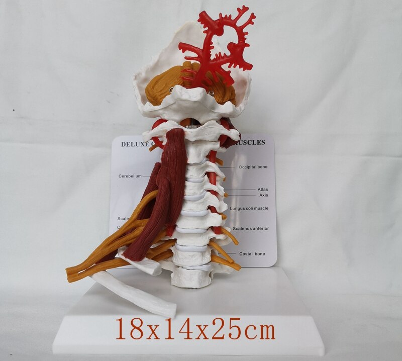 1:1 LifeSize Deluxe Cervical Spine with Muscles Vertebrae Cervical Human Anatomy Spinal Cord Sketelon