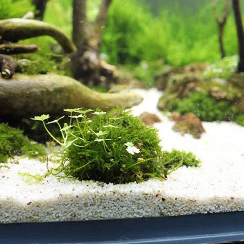 Boule de Mousse pour Aquarium, Filtre de Plantes Vivantes, Accessoires de Décoration Précieux, Fournitures pour Animaux de Compagnie, 1 Pièce