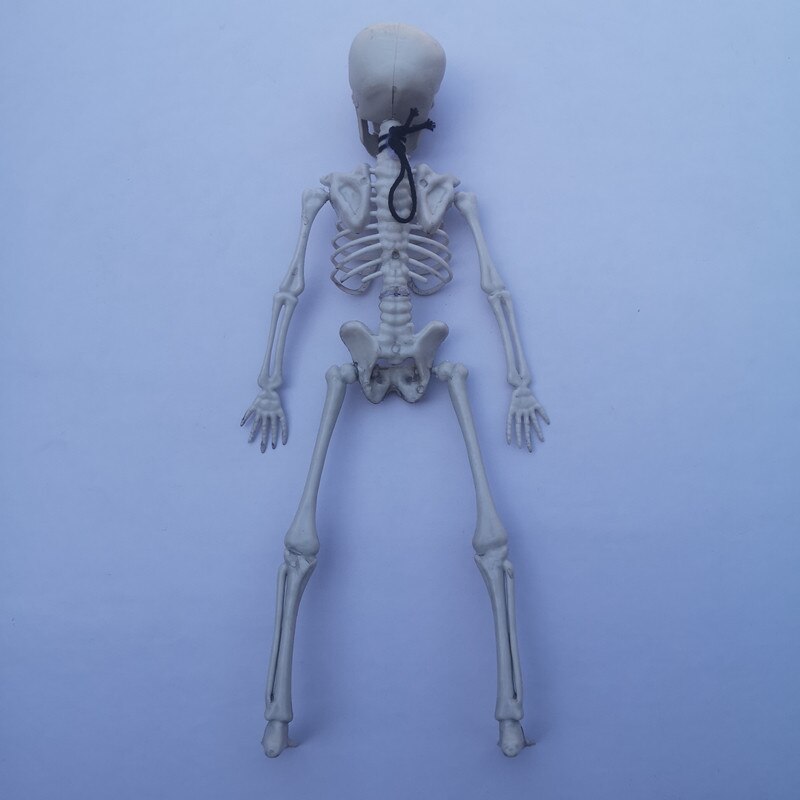 Accessoires d'halloween squelette crâne peur | Crâne réaliste à la main, corps humain, posable, modèle d'anatomie, décoration de Festival fête