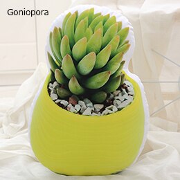 Planten Vormige Pluche Kussen Sofa Stoel Rij Decor Bloeiende Bal Cactus Aloë Goniopora Involucrata Vrienden Ht: Goniopora