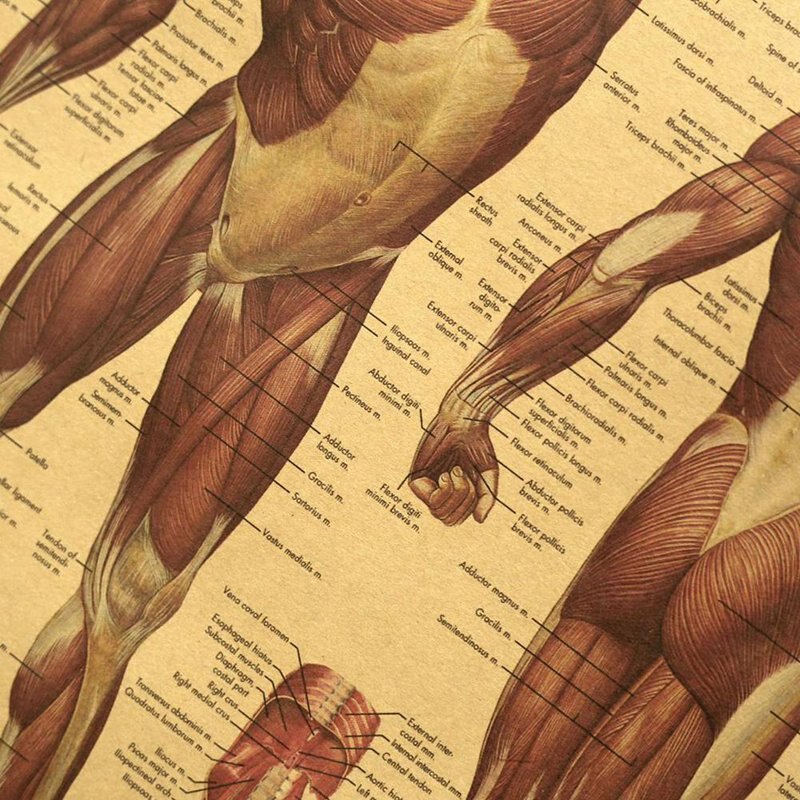 Human Body Illustration-Muscle Tissue Kraft Paper Retro Poster Classroom Museum Decoration Painting