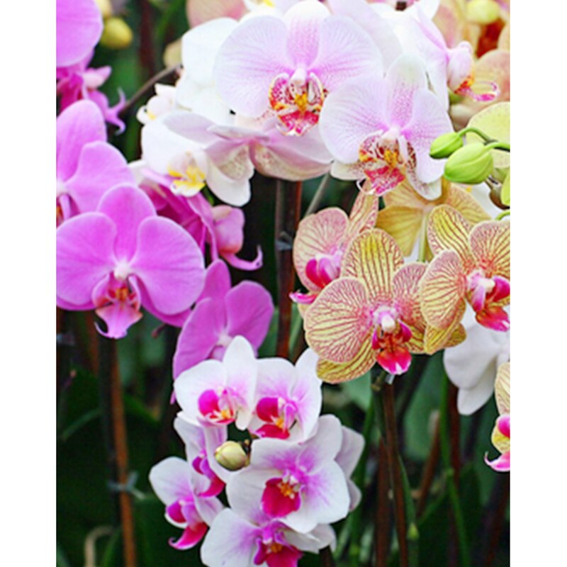 5d diy diamantmaleri korssting orkidé blomster sæt diamantbroderimønster rhinestons 3d mosaik håndarbejde