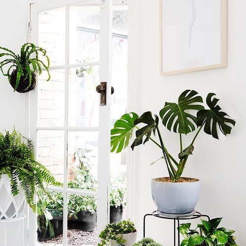 Artificial Monstera Leaf 32x26cm Decorative material for Home Office study room