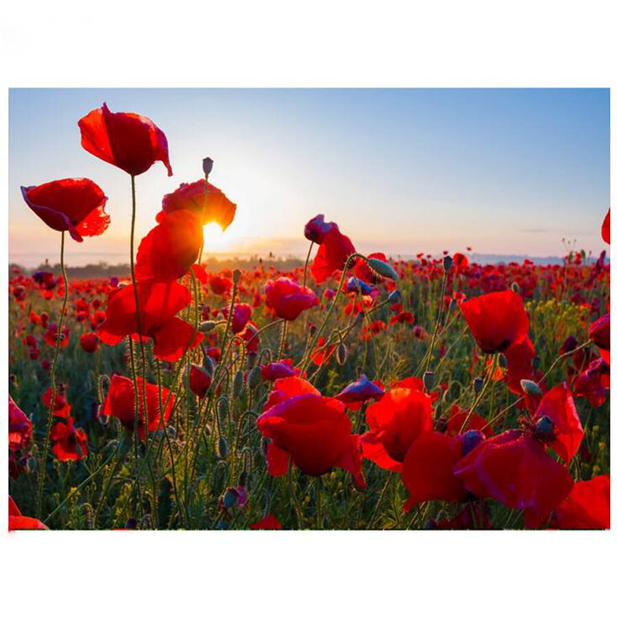 Diamond Embroidery Red Poppy sunset landscape Need... – Vicedeal