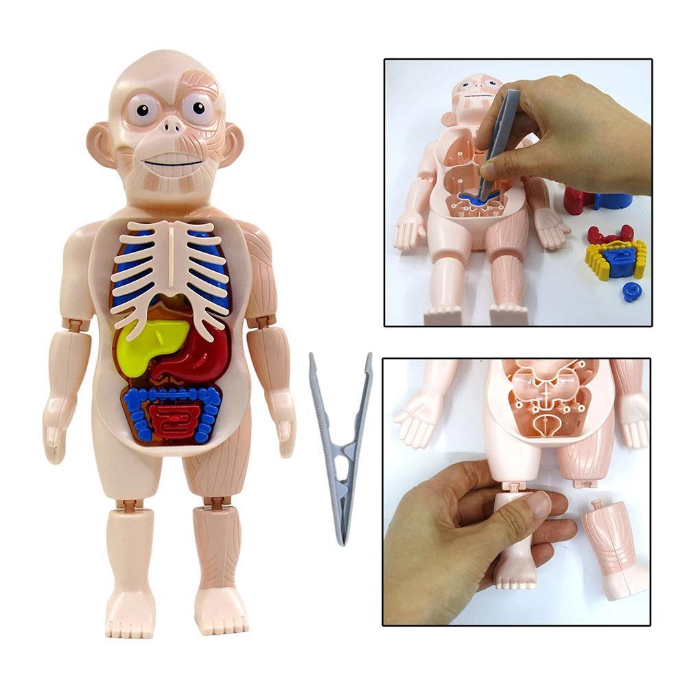 3D Menselijk Lichaam W/Organen Anatomie Educatief Diy Speelgoed Game Gereedschap Scary Demonstratie Voor Kinderen Onderwijs J9W5