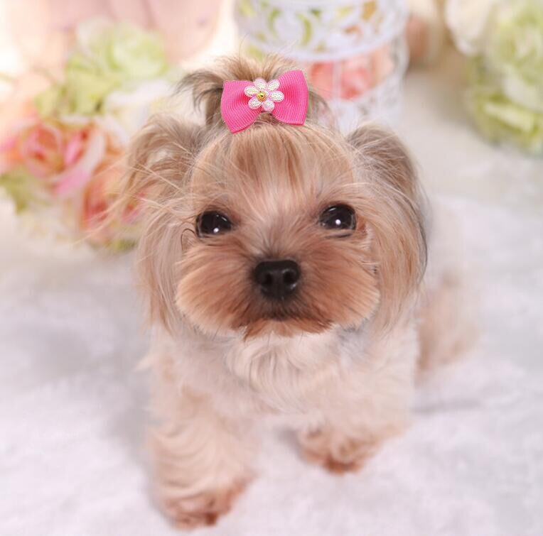 10/20 stuks schattige kleine hondenhaarstrikken, hondenhaaraccessoires, hondenverzorgingsstrikken voor teddy, yorkie, maltezer puppy