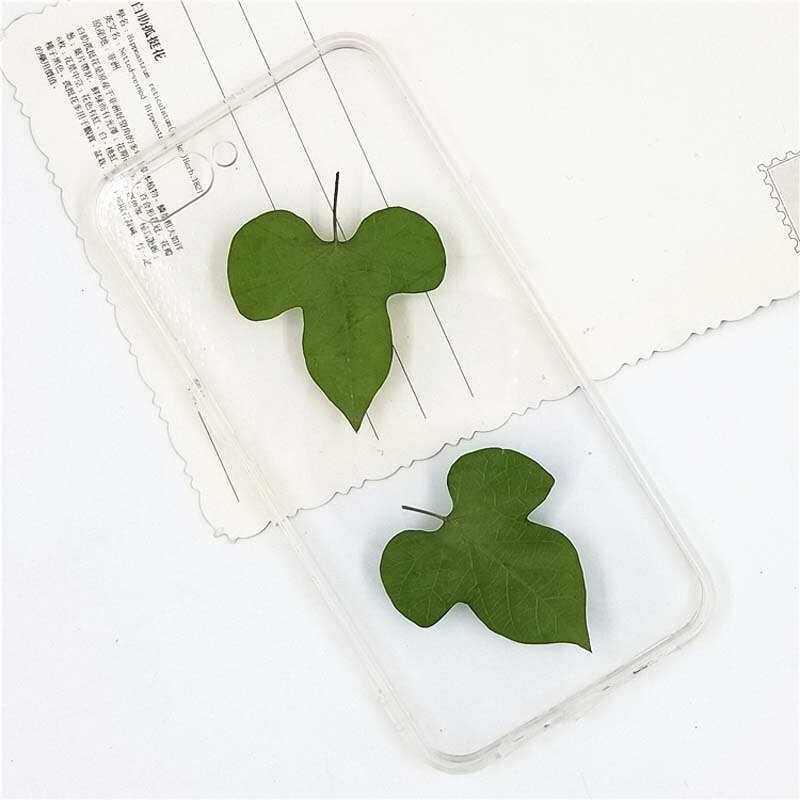 5-7CM/16PCS Morning glory leaves pressed flowers ，Real Plant Dry Press Leaves For DIY Craft Resin Jewellery,Bookmarks